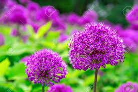 National Plant a Flower Day!